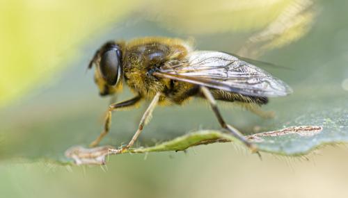 Réf. 358 994 : Eristalis pertinax